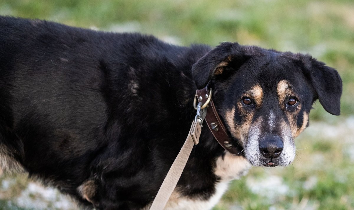Tallinna loomade varjupaigas elav koer