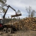 В Рийгикогу назвали главные направления в развитии лесоводства Эстонии