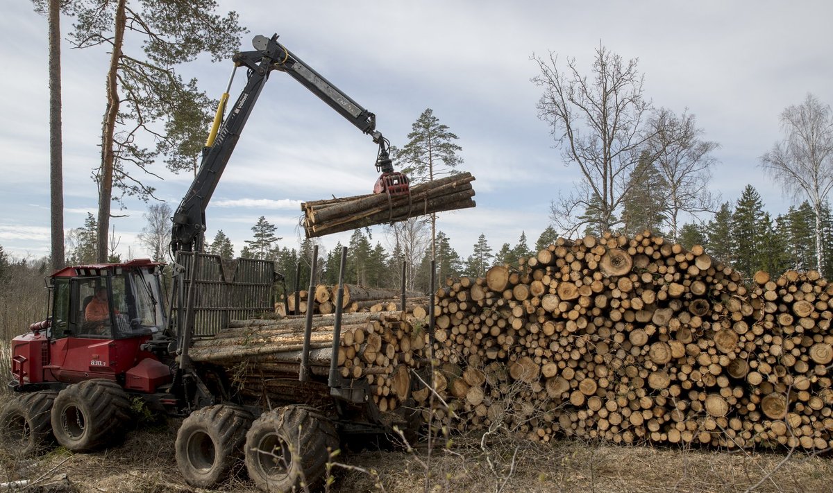 Raiematerjali või kasvava metsa raieõiguse müügilt teenitav tulu on nüüdsest 5000 euro ulatuses tulumaksuvaba.