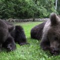 Эксперт о медвежатах с Сааремаа: вероятность, что они выживут в лесу, крайне мала