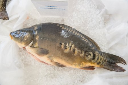 Eesti kala nädala avamine Telliskivis