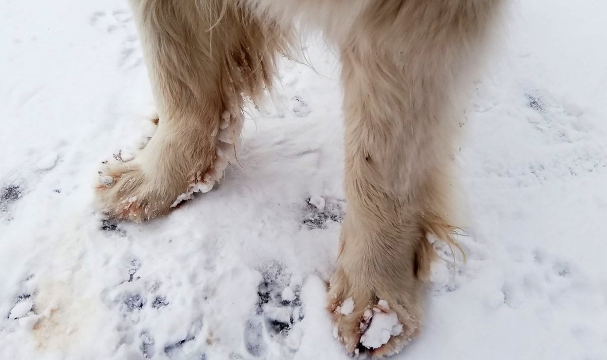 Sulalumega tekivad koera käppade alla ja varvaste vahele lumepallid, mis kõndimisel valu teevad.