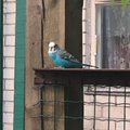 FOTO | Nõmmekad mures: kes kaotas papagoi? Linnaosas seikleb plehku pannud linnuke
