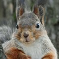 KURVAD FOTOD | Raietööd maksid oravapoegadele elu