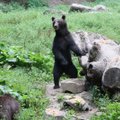 Вероятность столкнуться с медведем в Харьюмаа в этом году намного выше, чем раньше