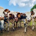 ВИДЕО | Коров в Нидерландах после долгой зимы наконец-то вывели на улицу. Но что-то пошло не так