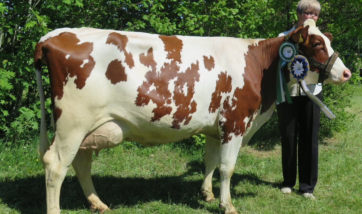 Saaremaal valiti kauneimad lehmad