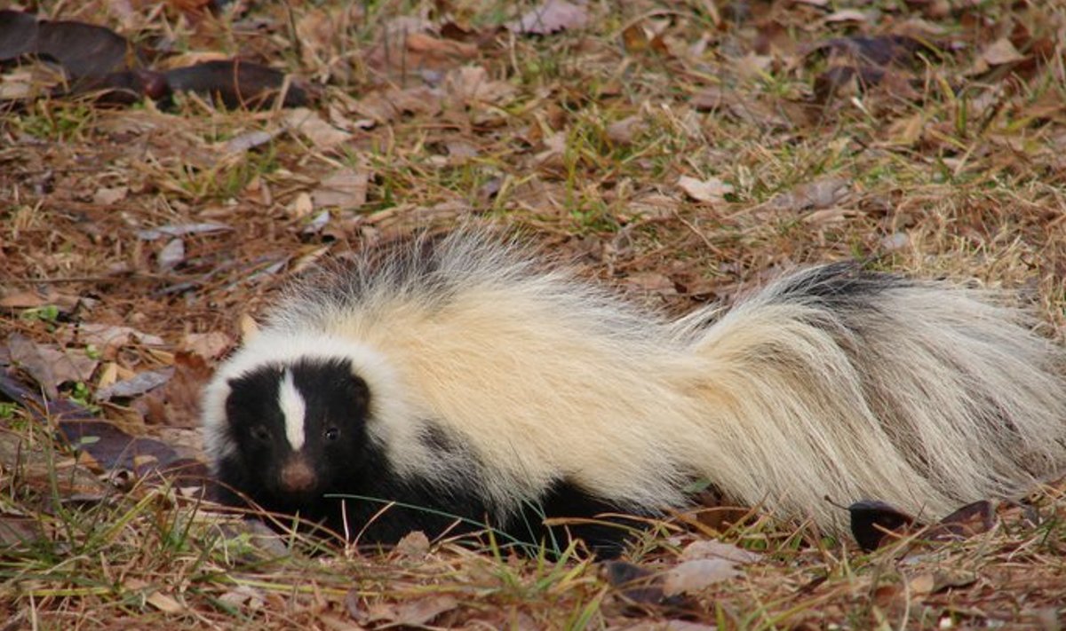 Skunk. (Foto: Wikimedia Commons / Virginia rahvuspark)