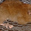 Vägev näriline: Vaikse ookeani saarelt leiti poole meetri pikkuseks kasvav rotiliik