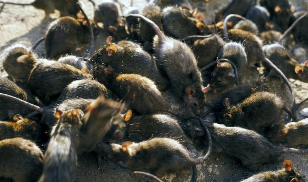 Pruunrotid võivad rikkaliku toiduvaru korral ilmale tuua üheksa kuni kümme poega kuus ja hiired kuni 12 poega kuus.