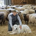 Hea isuga lambad aitavad kõige Läänemere-sõbralikumal talul taastada vanu rannaniite