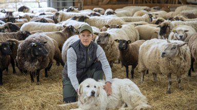 Hea isuga lambad aitavad kõige Läänemere-sõbralikumal talul taastada vanu rannaniite