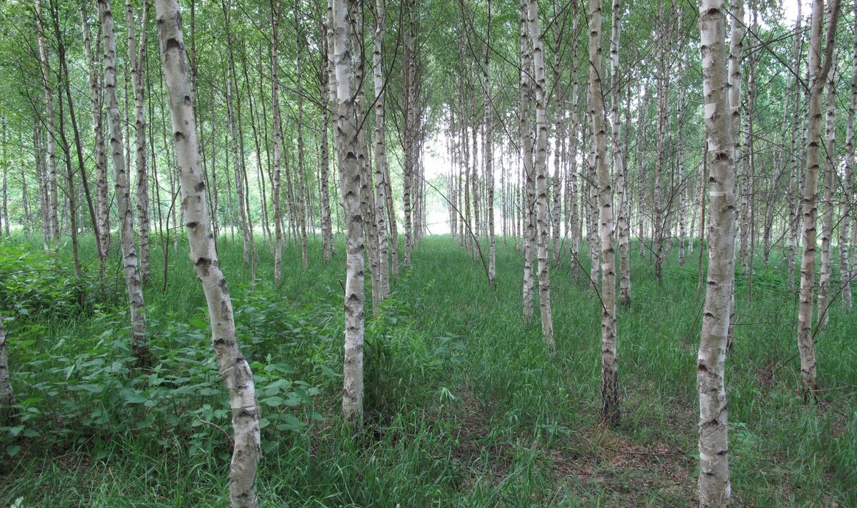 Tartumaal kasvav kaseistandik endisel põllumaal 2011. aastal.