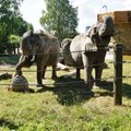VIDEO | Tallinna loomaaia elevandid lõbustavad hoogsa pallimänguga