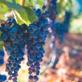 Unustatud viinamarjade comeback: mismoodi ja millised viinamarjasordid on päästetud hääbumisest  