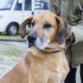 Heade inimeste toel on kõik Pärnu loomade varjupaiga koerad leidnud endale kodu