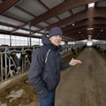 Parim piimakarjakasvataja Teet Kallakmaa: mu lehmad lüpsavad läbi aegade kõige tummisemat piima!