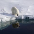 Arktika merejää hoiab tallel miljardeid plastitükikesi