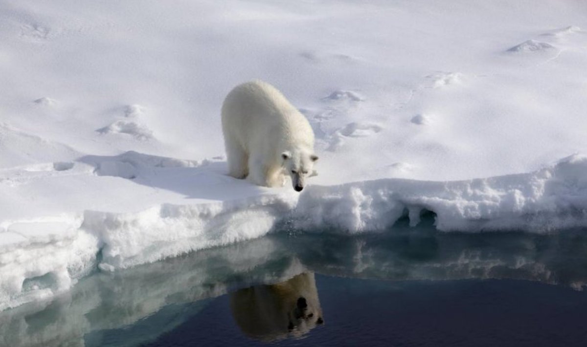Jääkaru sulaval jääl. Foto: Greenpeace