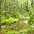 Mets parandab vete kvaliteeti