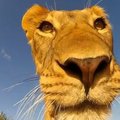Vaata videot: GoPro märulikaamera lõvi lõugade vahel!
