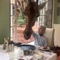 ФОТО и ВИДЕО: Завтрак с жирафами в необычной гостинице в Кении