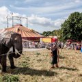 В Дании выкупили последних цирковых слонов