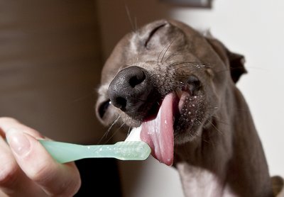 Koera hammaste harjamine. Fotod Karlis Saul