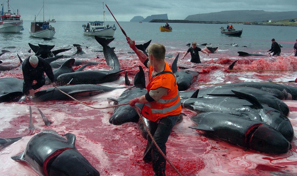 Keskkonnakaitsjad kutsuvad Fääri saarte grindadrapi ehk vaalajahti verespordiks.