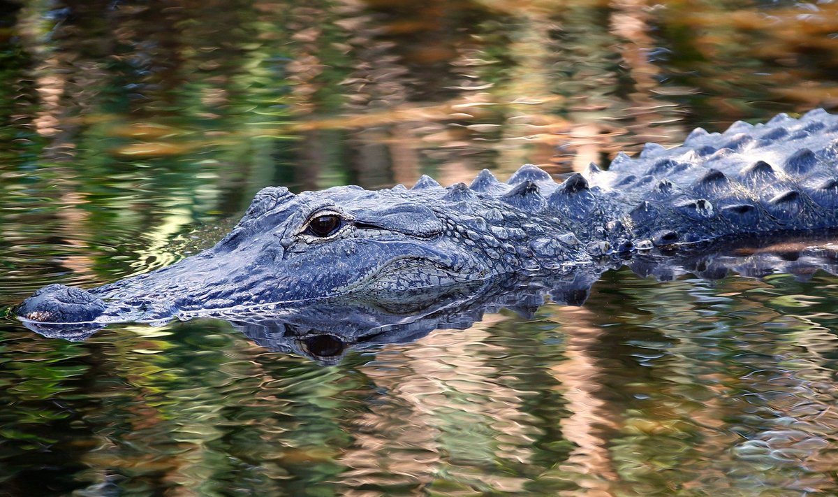 Alligator snatches child at Florida Disney resort