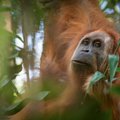 Bioloog looduse väärtusest: orangutanid või elektrijaam, loodus või infrastruktuur?