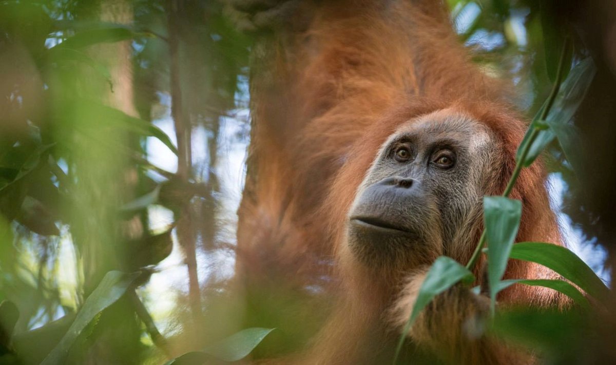 Tapanuli orangutan.