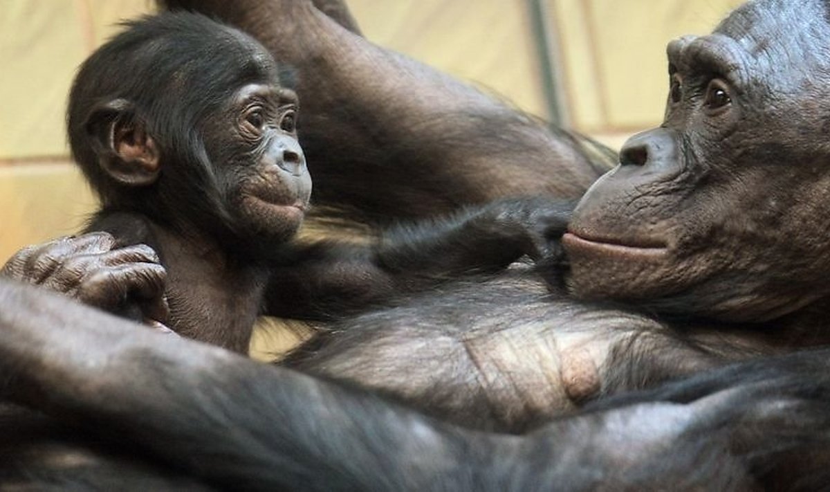 Kääbusšimpansid