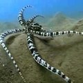 Indoneesia kaheksajalg - tõeline moondumise ja värvivahetuse meister