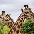 Солидный юбилей: Рижскому зоопарку исполняется 110 лет