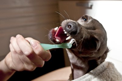 Koera hammaste harjamine. Fotod Karlis Saul