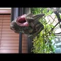 VIDEO: Kuri kameeleon aknal