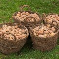Что происходит? В Эстонии резко вырос интерес к семенному картофелю