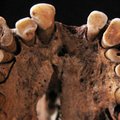 Hambakaaries kimbutas juba kütte-korilasi, kes elasid 15 000 aastat tagasi