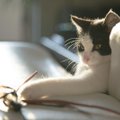 Kass on tüdinud oma leludest? 5 nõuannet, kuidas valida kassile mänguasi, millega ta tõepoolest ka mängib