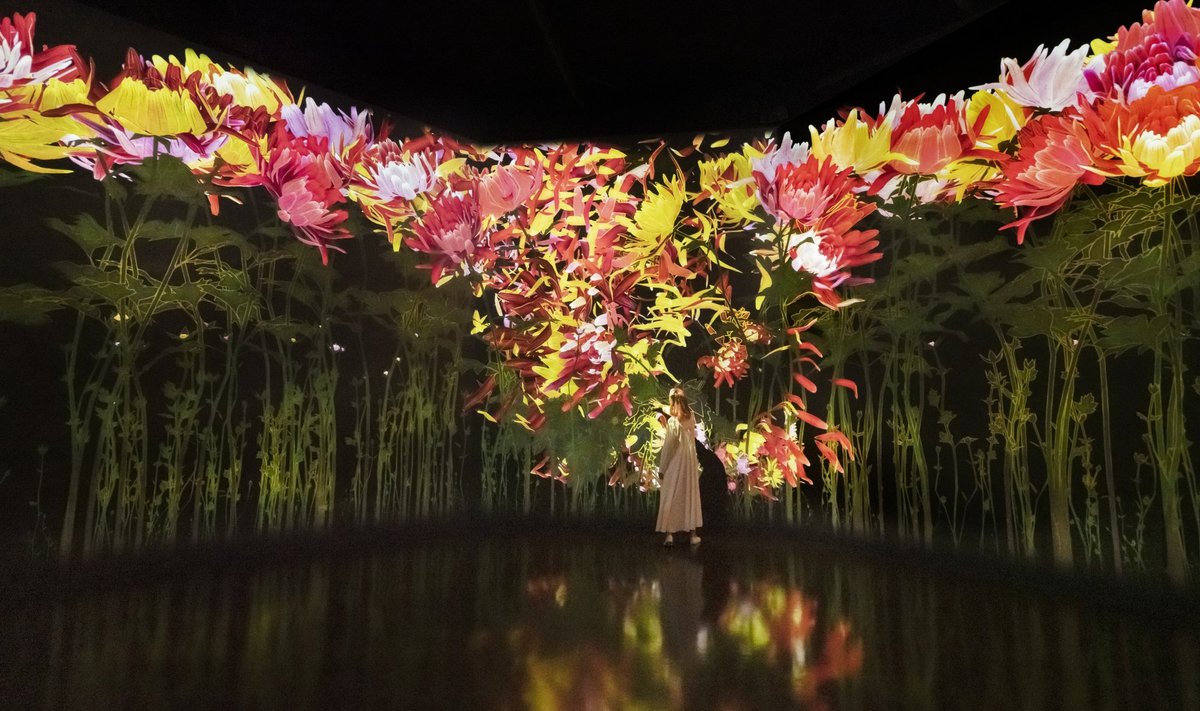 teamLab. Illustratiivne näitusevaade. Hõljuvad õied igavikumeres.