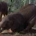 VIDEOD: Mis juhtub, kui loom jääb purju? Võrdleme elevanti ja sipelgat