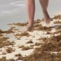 Пляжи знаменитых мексиканских курортов покрываются тоннами водорослей