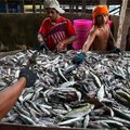 Репортаж из Камбоджи: добыча тунца и креветок — рабский труд в открытом море
