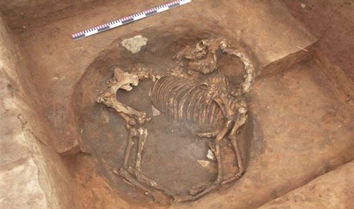 Liivi naise ja talle hauataguseks teejuhiks ohverdatud varsa matusekoht pärineb 12. sajandist.