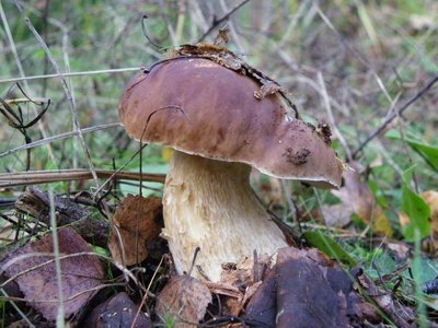 P.S. Viimatise, 24. septembri retke tulemused: saabus kolmas valgete seente rinne. On selge, et seeneniidistik on kahest eelnevast ilmumisest juba kurnatud, kuid see-eest on seened vähem ussitanud. Nüüd sõltub kõik ilmast.