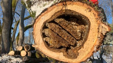 FOTOD | Haruldane leid Saaremaal: arborist Heiki Hanso leidis erilise „mesipuu“