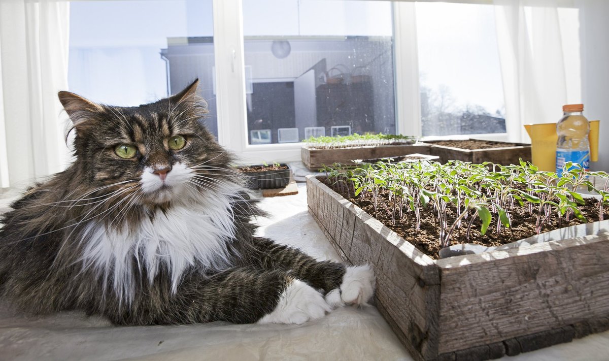 Laiemaks ehitatud aknalaual on rohkem ruumi nii taimedele kui kassile.