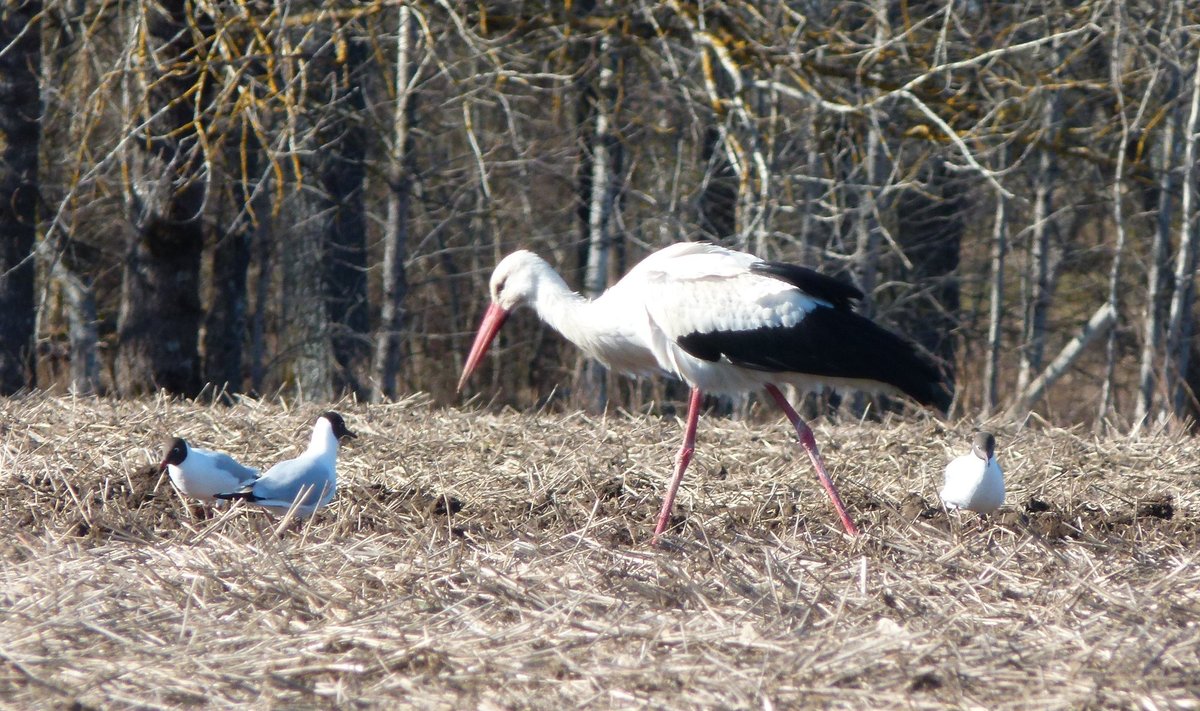 Mõni valge-toonekurg võib olla paras riiukukk