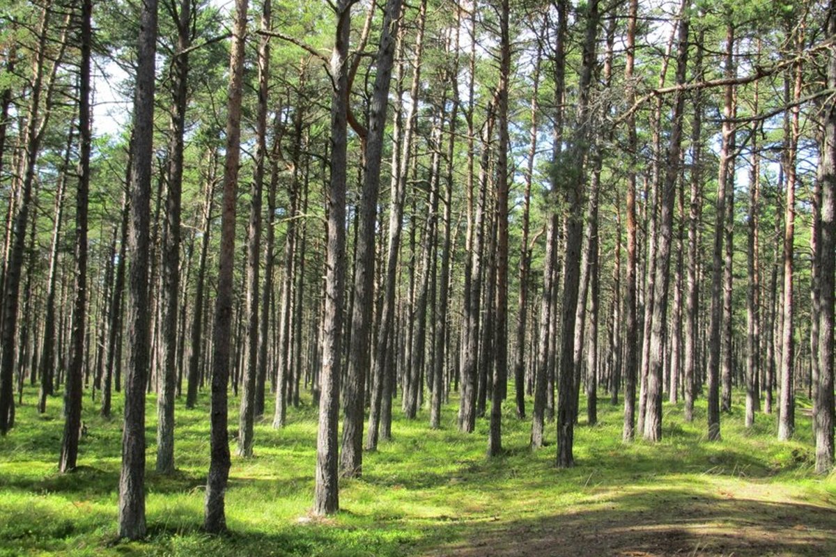 Nädal tuleb soe, ent vihmane